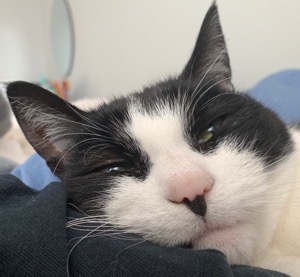 oreo cute